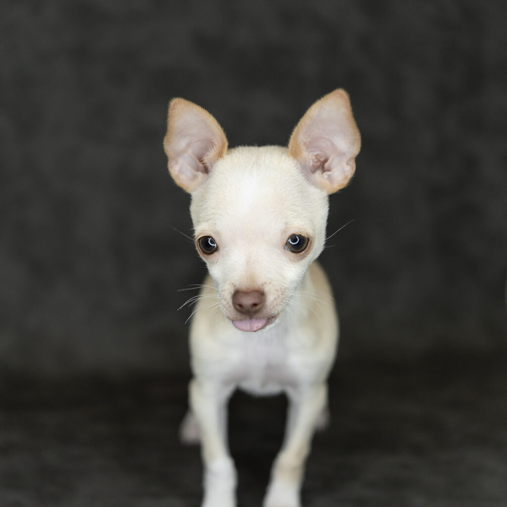 Chihuahua Dog Male Fawn / White 4760 Petland Cleveland