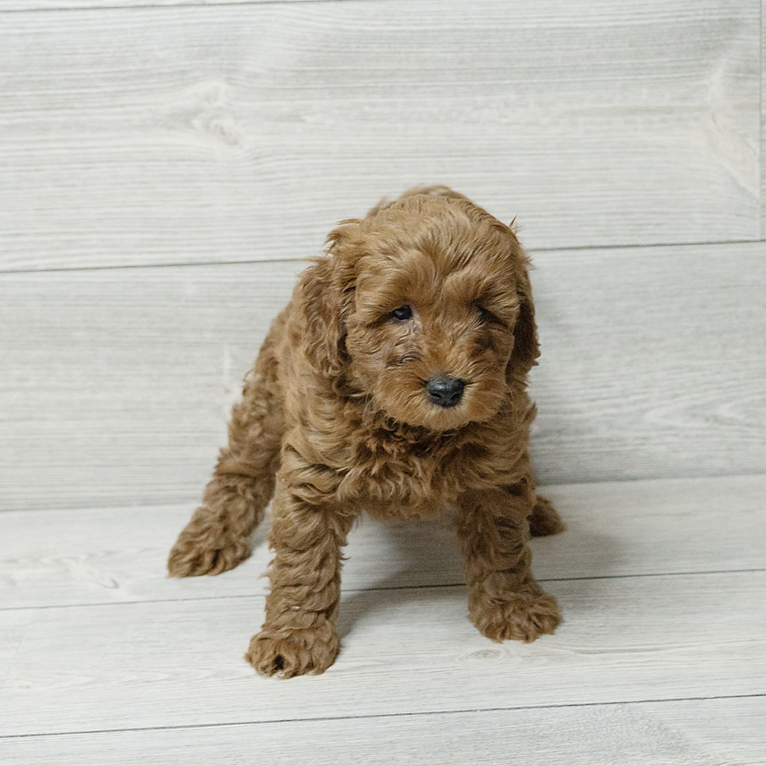 Goldendoodle Mini 2nd Gen Dog Male Red 4796 Petland Cleveland