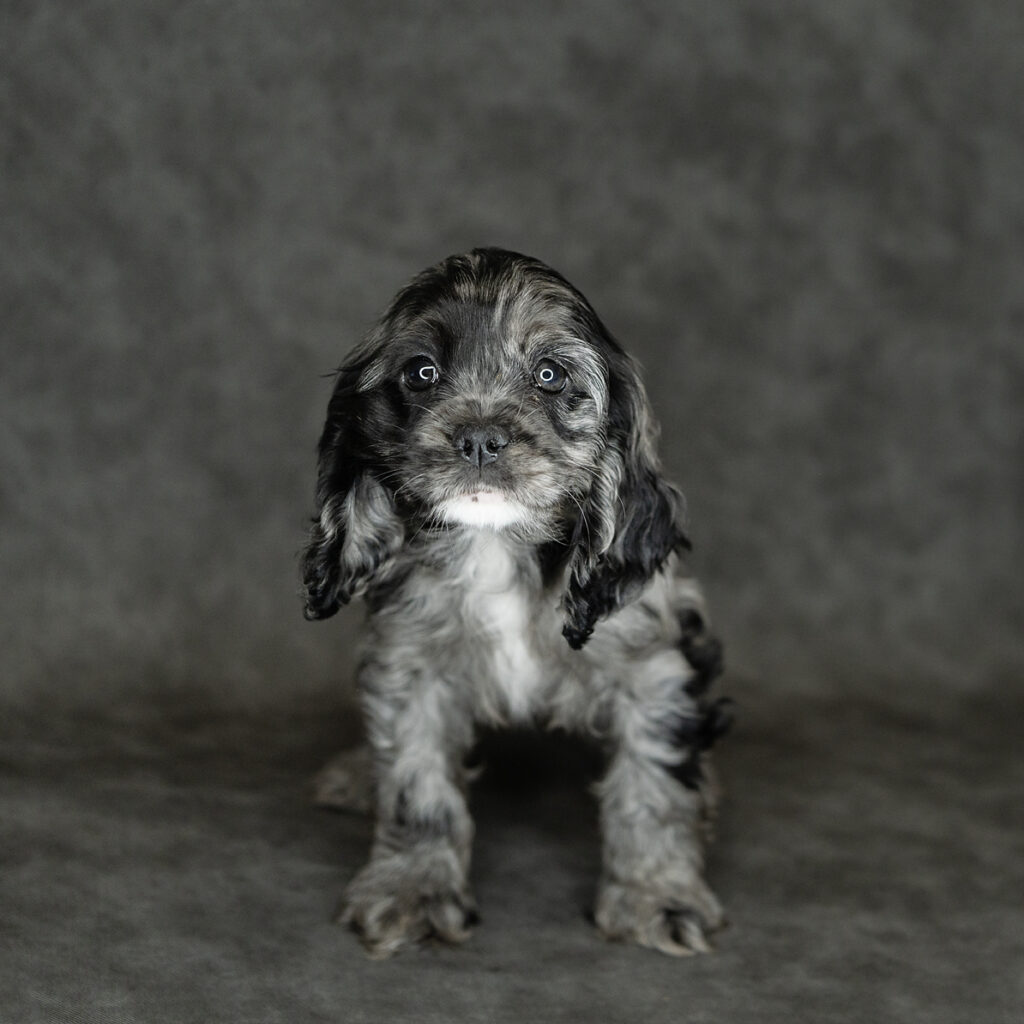 Cocker Spaniel Dog Female Blue Merle / White 4788 Petland Cleveland