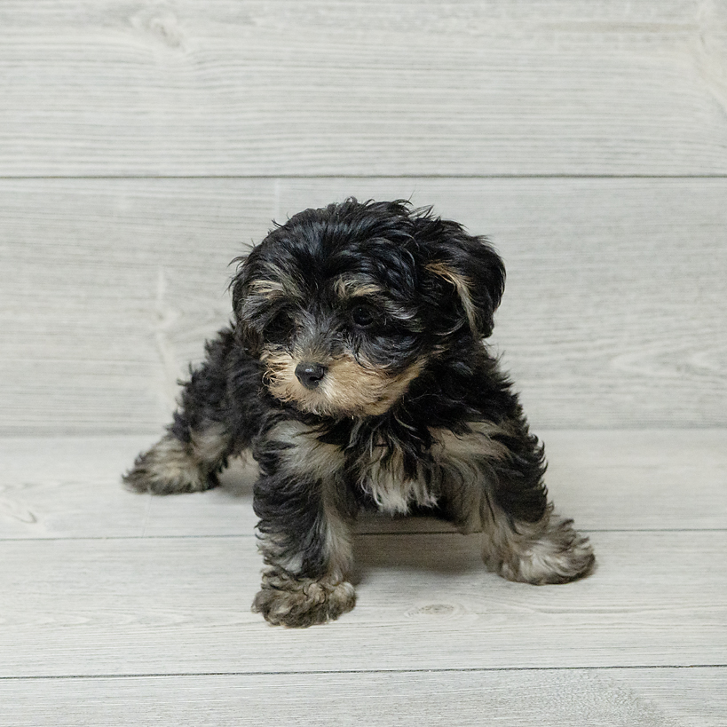 Yorkiepoo Dog Male Black / Tan 4792 Petland Cleveland