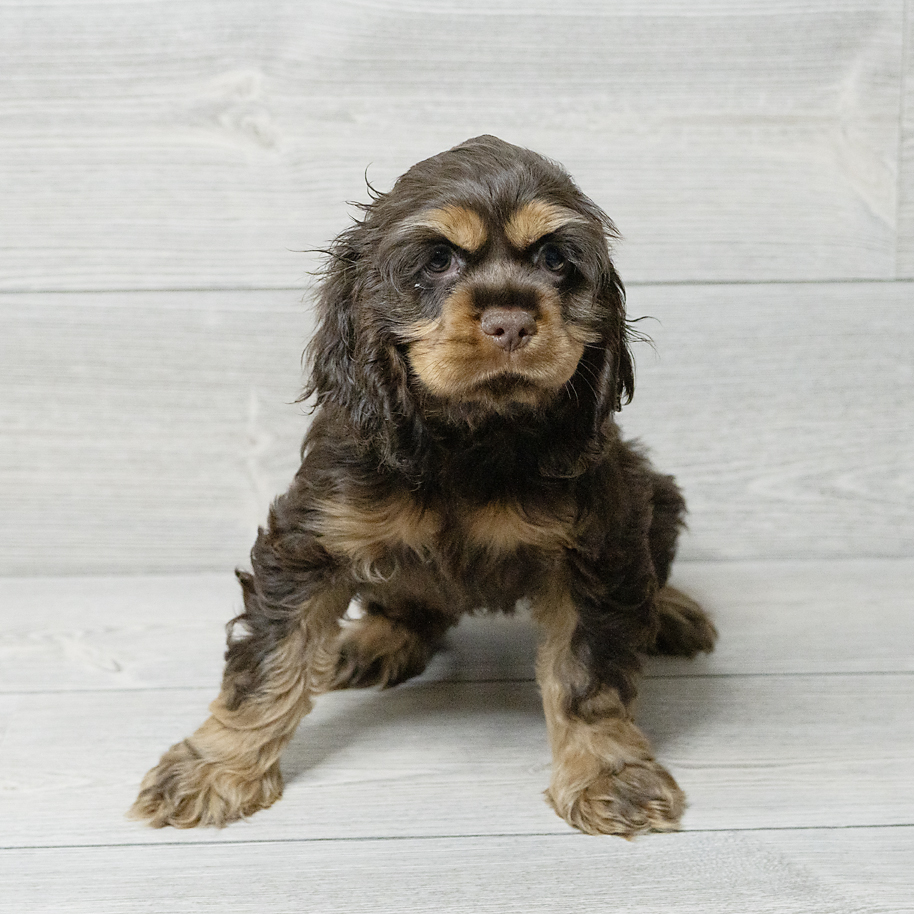 Cocker Spaniel Dog Female Brown / Tan 4793 Petland Cleveland