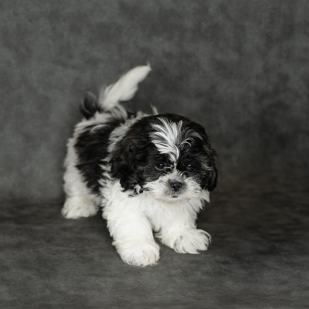 Shih Tzu Dog Male Brown Black / White 4790 Petland Cleveland
