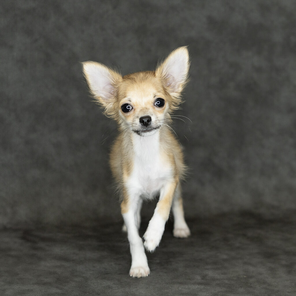 Chihuahua Dog Male Sable / White 4783 Petland Cleveland