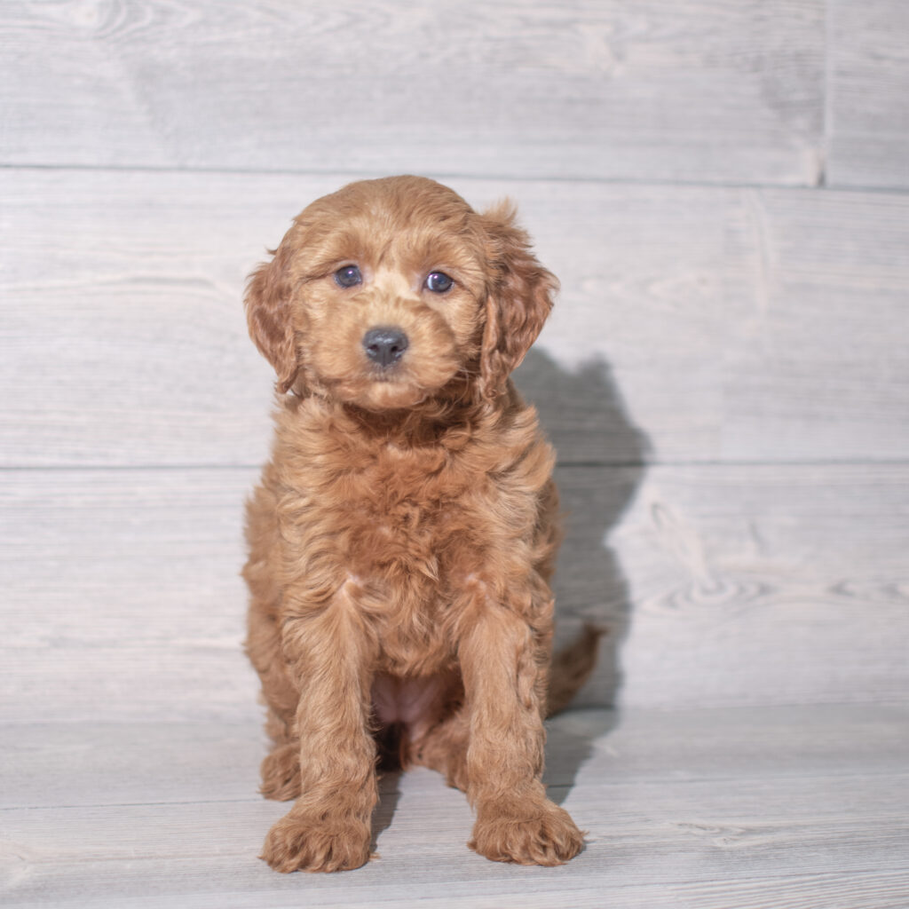 Goldendoodle Mini 2nd Gen Dog Female Red 4811 Petland Cleveland
