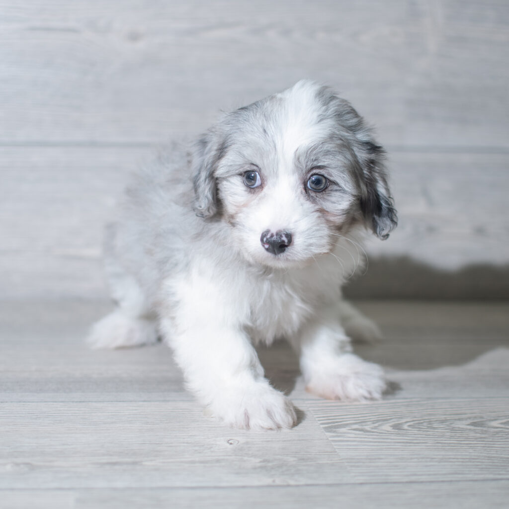 Aussiechon Dog Male Blue Merle / White 4808 Petland Cleveland