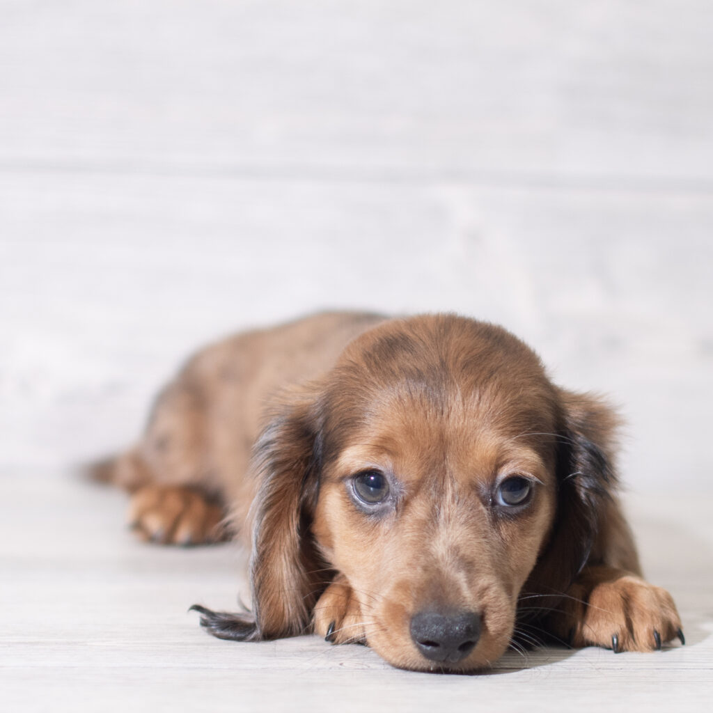 Dachshund Dog Male Chocolate 4809 Petland Cleveland