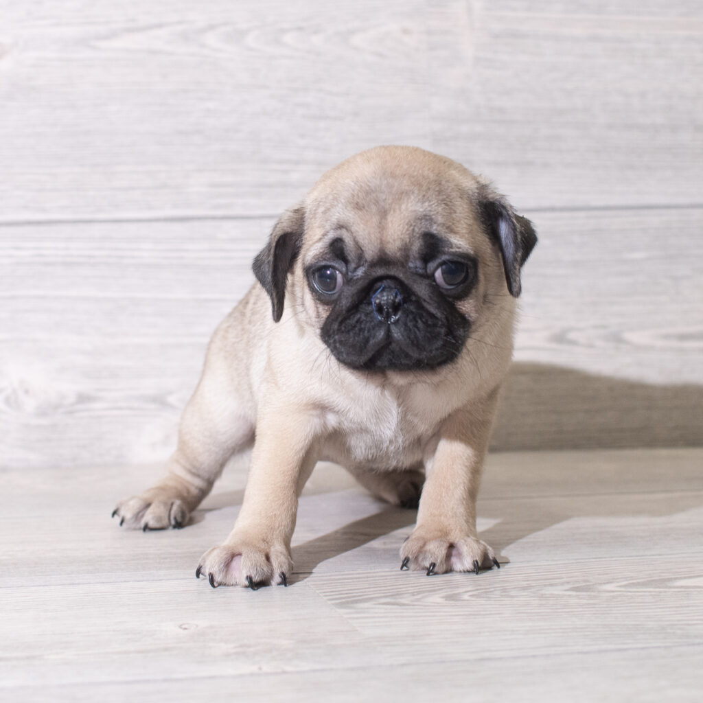 Pug Dog Female Fawn 4807 Petland Cleveland