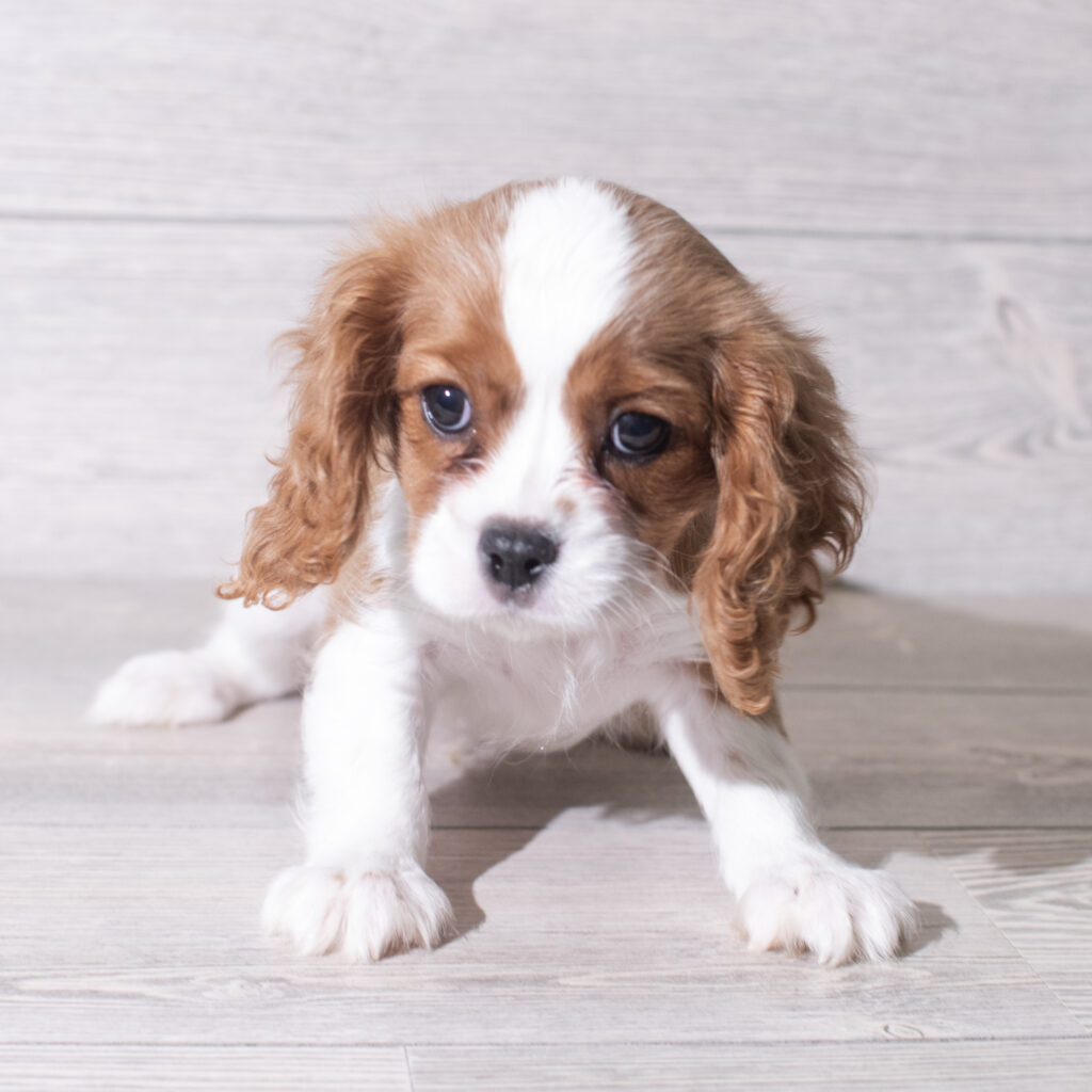 Cavalier King Charles Spaniel Dog Male Blenheim 4810 Petland Cleveland