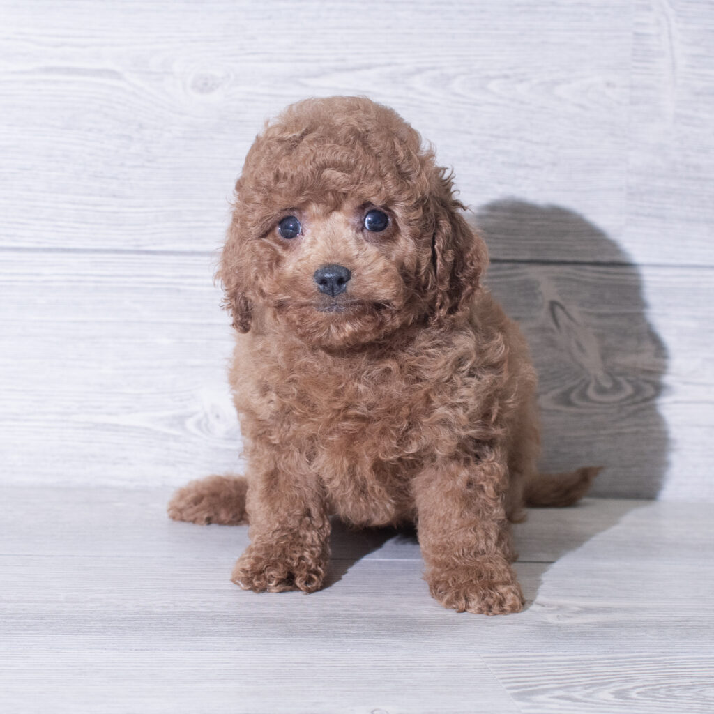 Cavapoo Dog Male Red 4812 Petland Cleveland