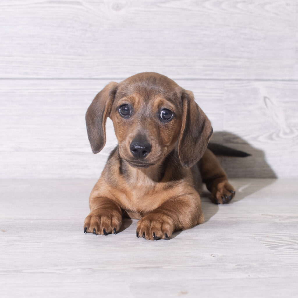 Dachshund Dog Male Wild Boar 4813 Petland Cleveland