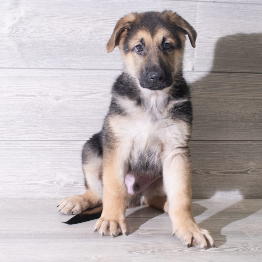 German Shepherd Dog Dog Male Black / Tan 4816 Petland Cleveland