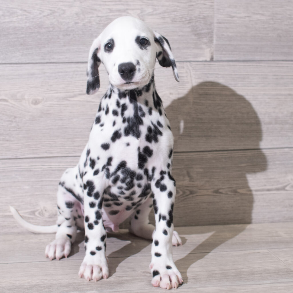 Dalmatian Dog Male Black / White 4818 Petland Cleveland