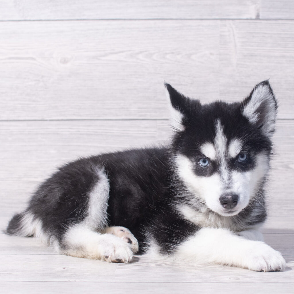 Siberian Husky Dog Female Black / White 1556 Petland Cleveland