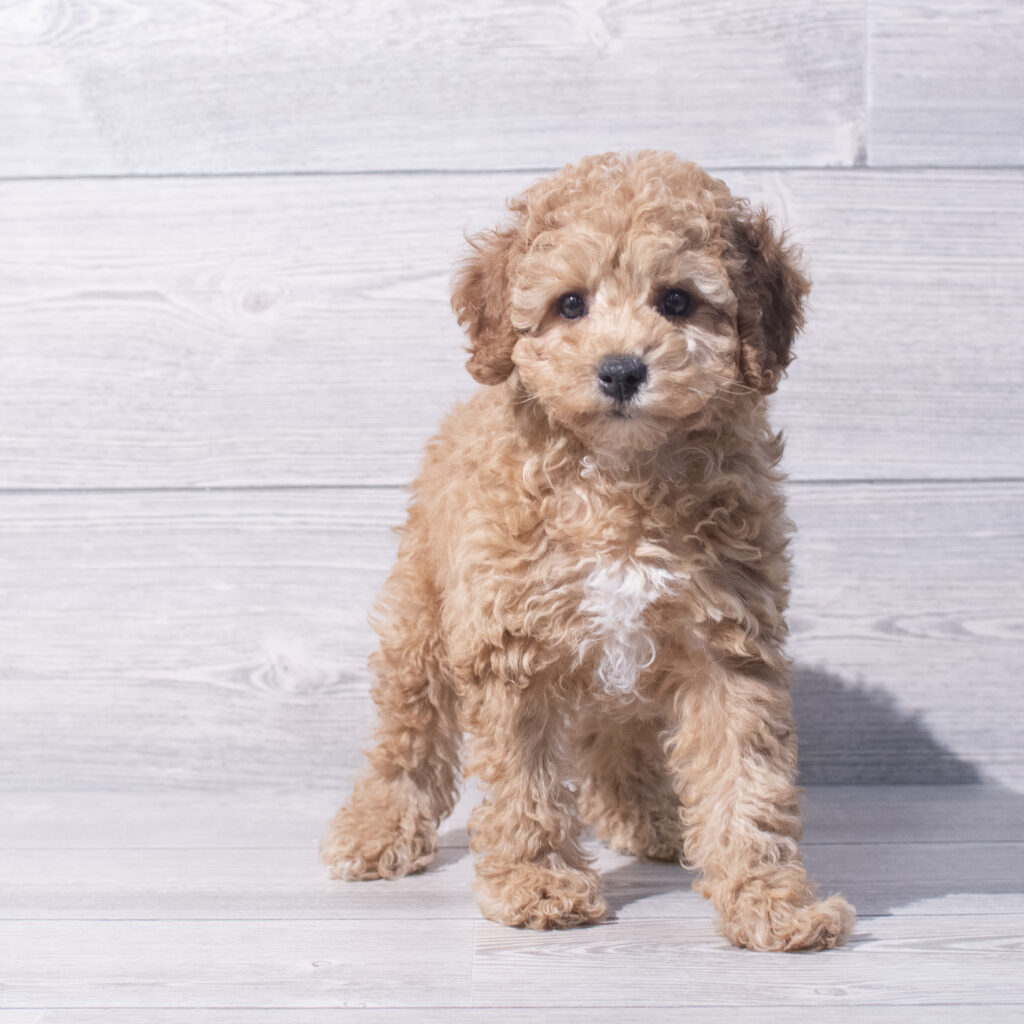 Poodle Mini Dog Male Red 1559 Petland Cleveland