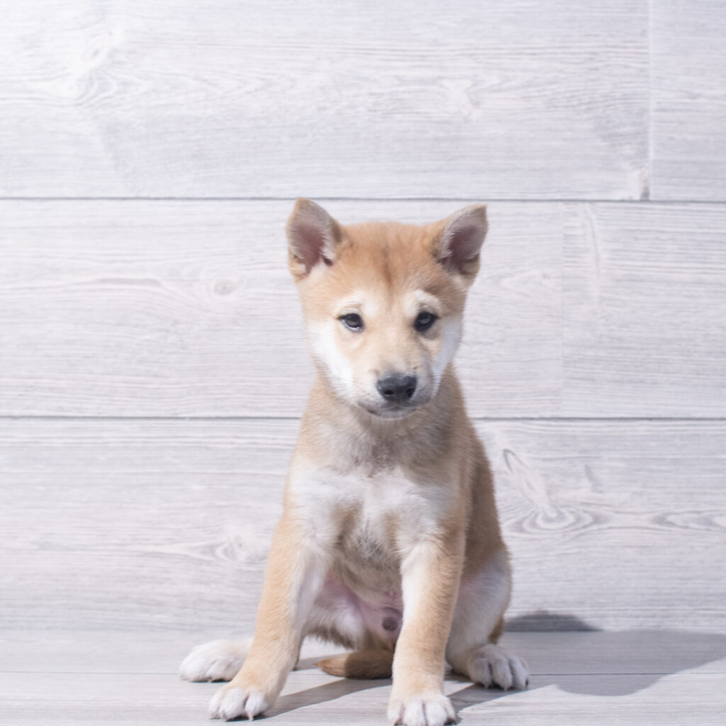 Shiba Inu Dog Male Red 1558 Petland Cleveland