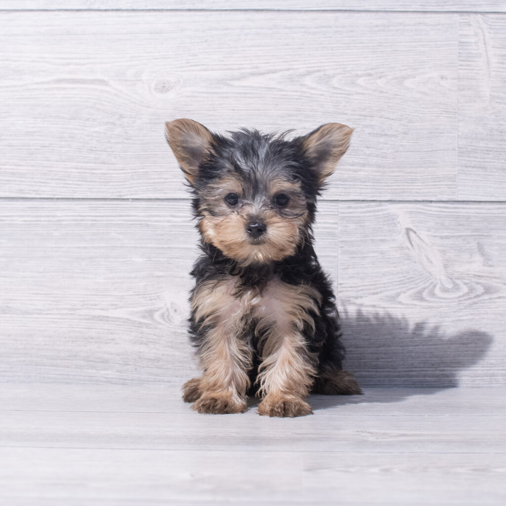 Yorkshire Terrier Dog Female Black/Tan 1554 Petland Cleveland