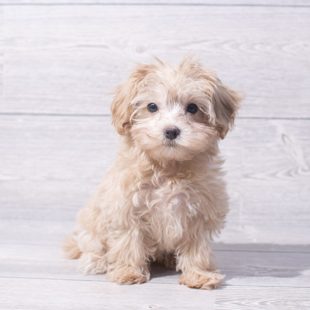 Maltipoo Dog Female Apricot 1555 Petland Cleveland