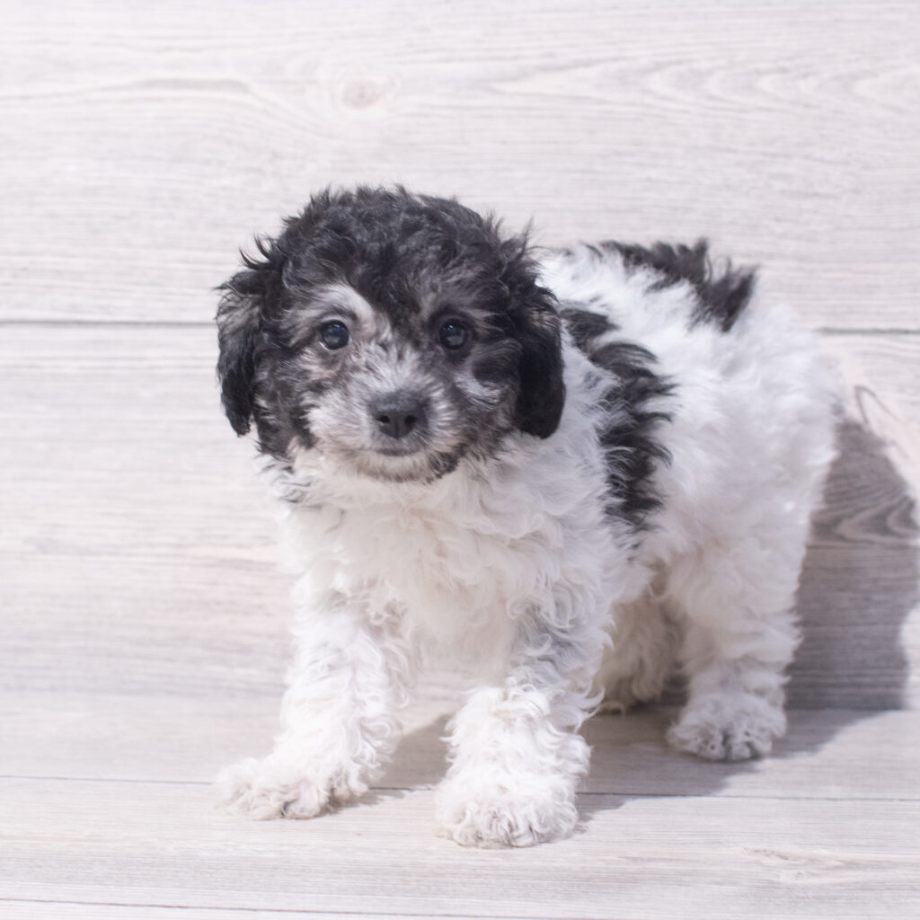 Cavachon Dog Female Black / White 1561 Petland Cleveland