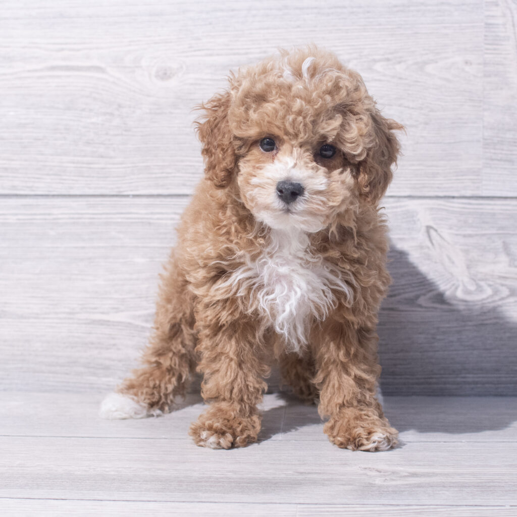 Poodle Mini Dog Female Red 1560 Petland Cleveland