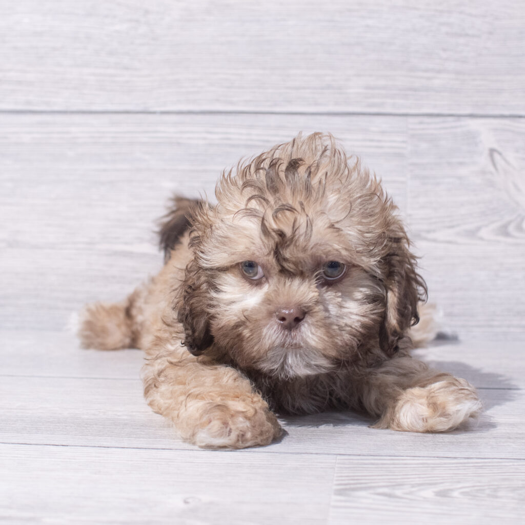Shih Tzu Dog Male Chocolate 1557 Petland Cleveland