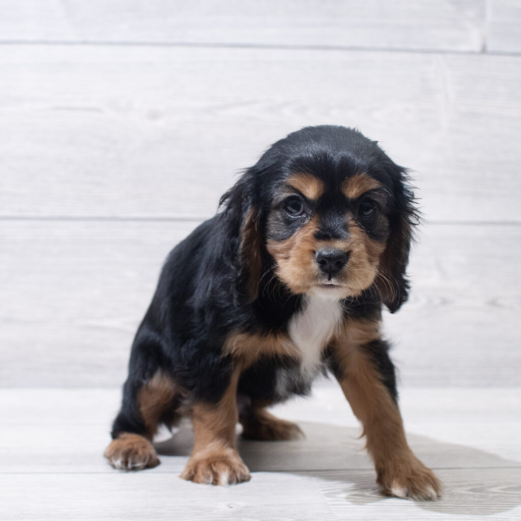 Cavalier King Charles Spaniel Dog Male Black / Tan 4824 Petland Cleveland