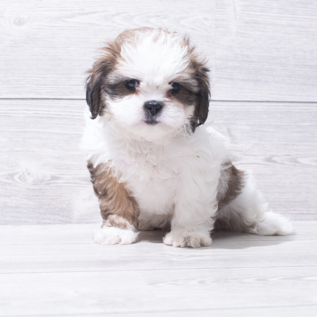 Shih Tzu Dog Female Brown / White 4826 Petland Cleveland