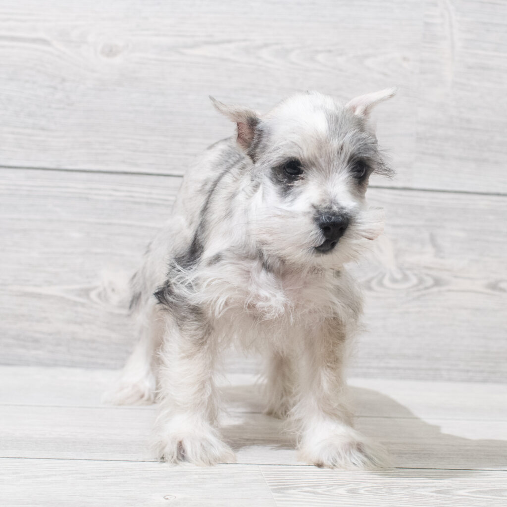 Miniature Schnauzer Dog Female Salt / Pepper 4827 Petland Cleveland