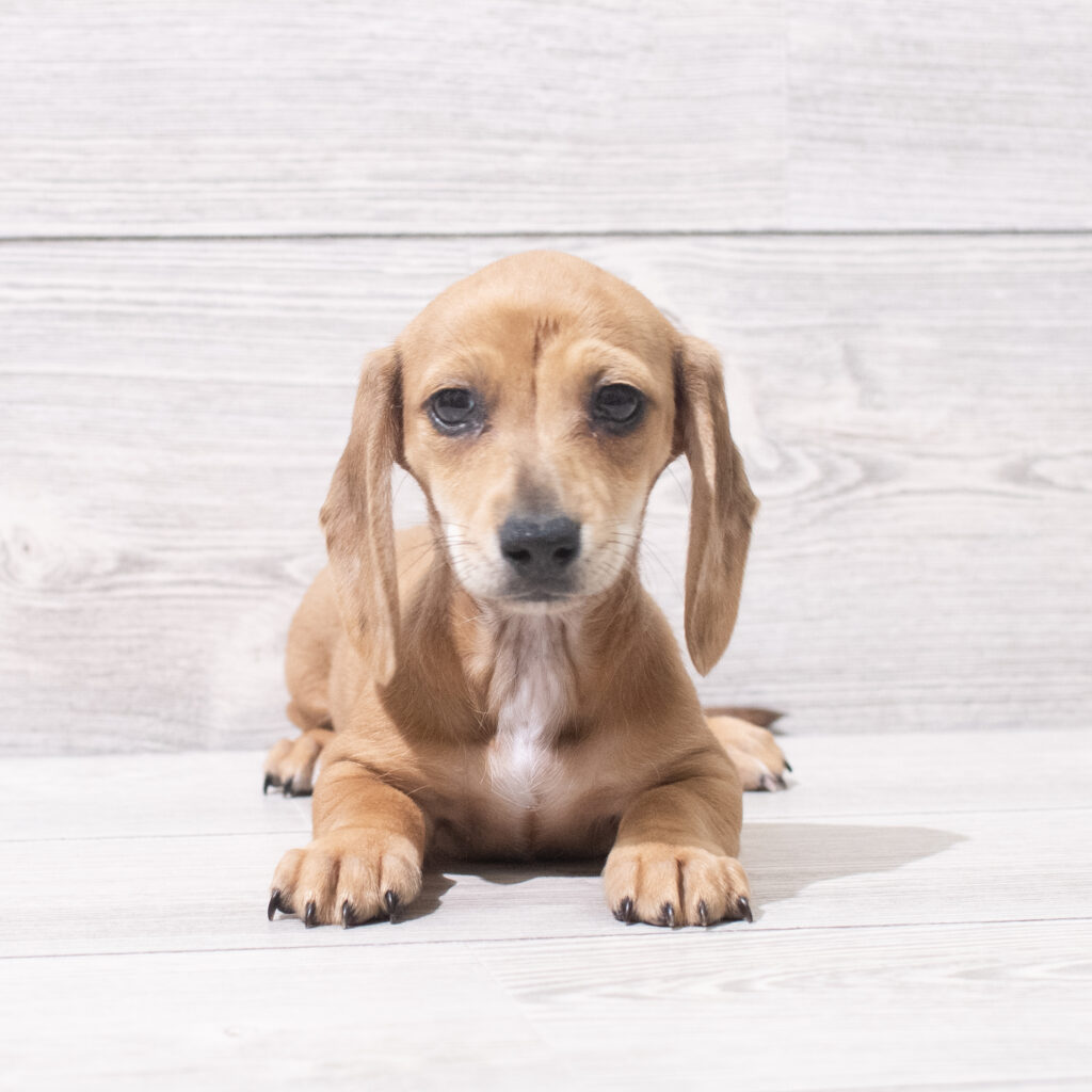 Dachshund Dog Female Chocolate 4829 Petland Cleveland