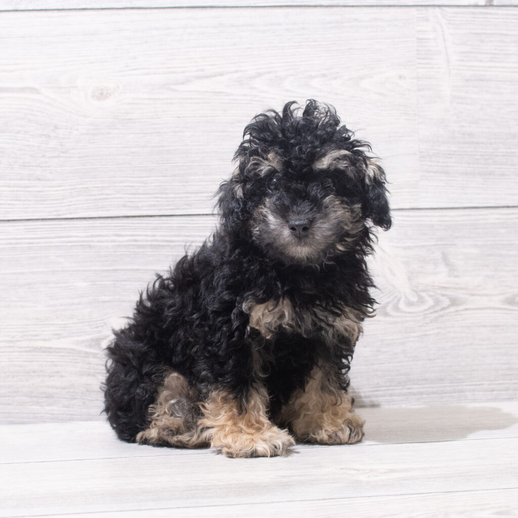 Poodle Mini Dog Male Black / Tan 4834 Petland Cleveland