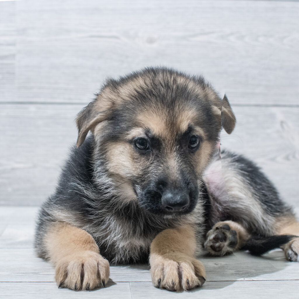 German Shepherd Dog Dog Female Black / Tan 4820 Petland Cleveland