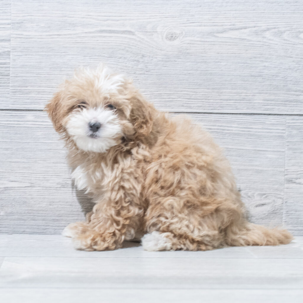Maltipoo Dog Female Red / White 4833 Petland Cleveland