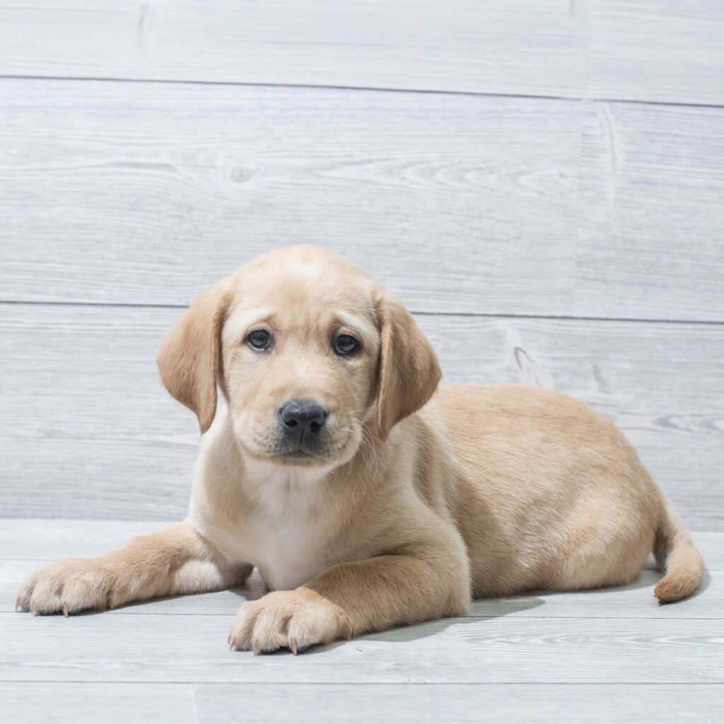Labrador Retriever Dog Male Red 4819 Petland Cleveland