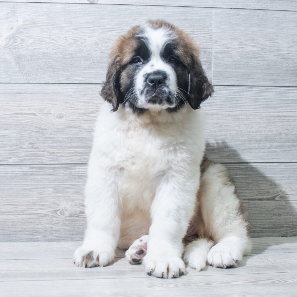 Saint Bernard Dog Female Brown / White 4836 Petland Cleveland