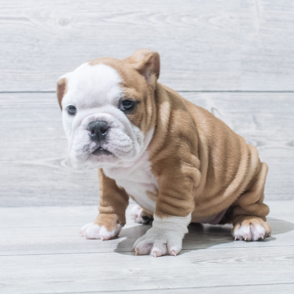 English Bulldog Dog Female Red / White 4830 Petland Cleveland