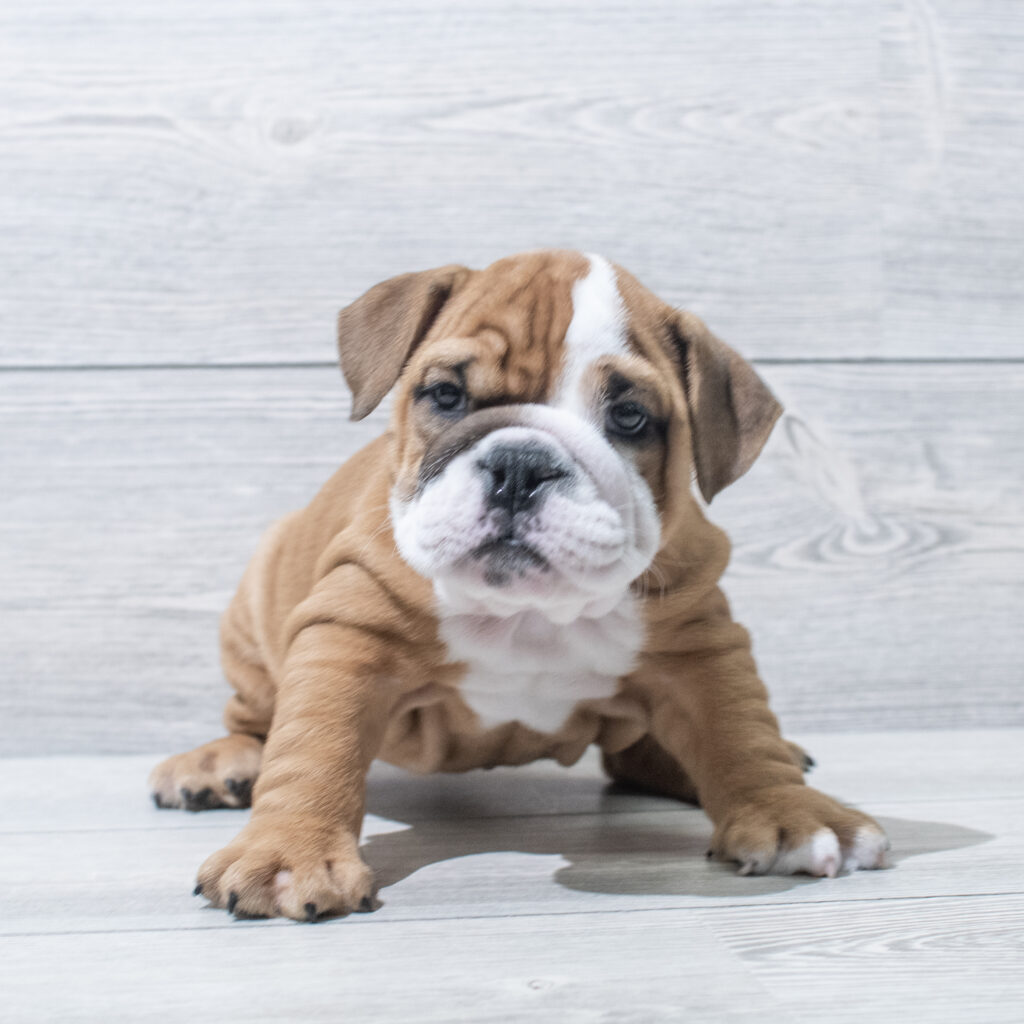 English Bulldog Dog Female Red / White 4831 Petland Cleveland