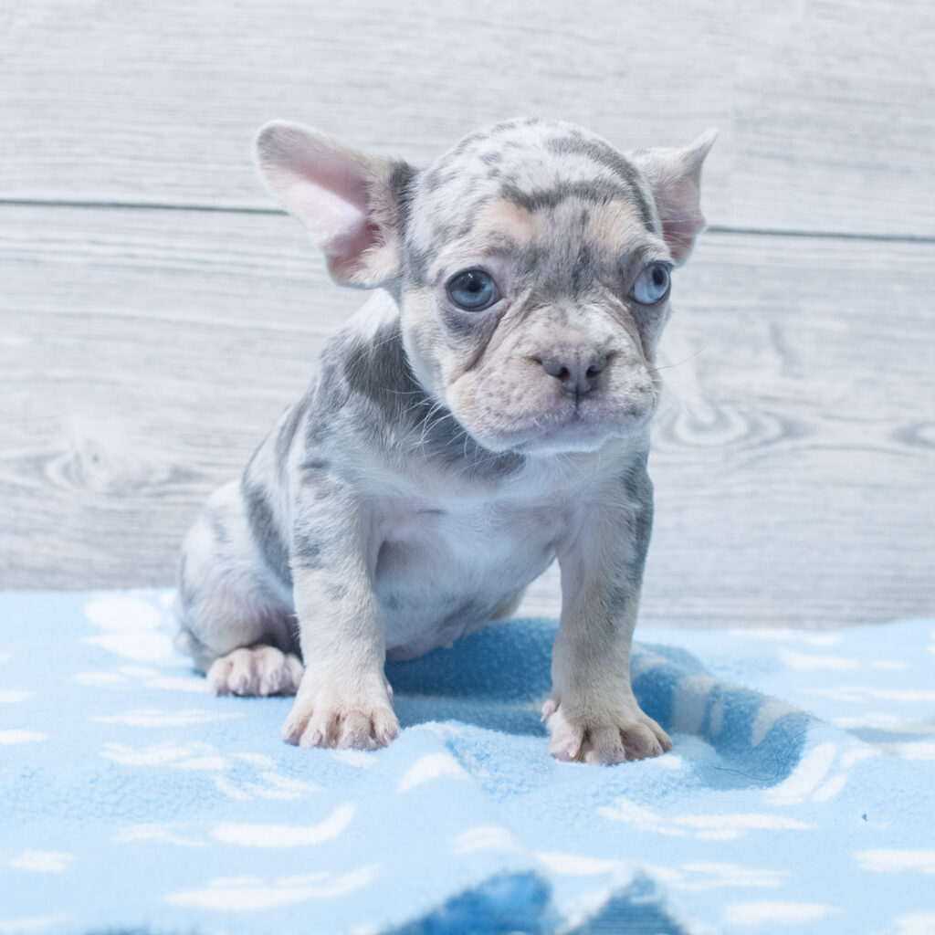 French Bulldog Dog Female Lilac / Tan 4832 Petland Cleveland