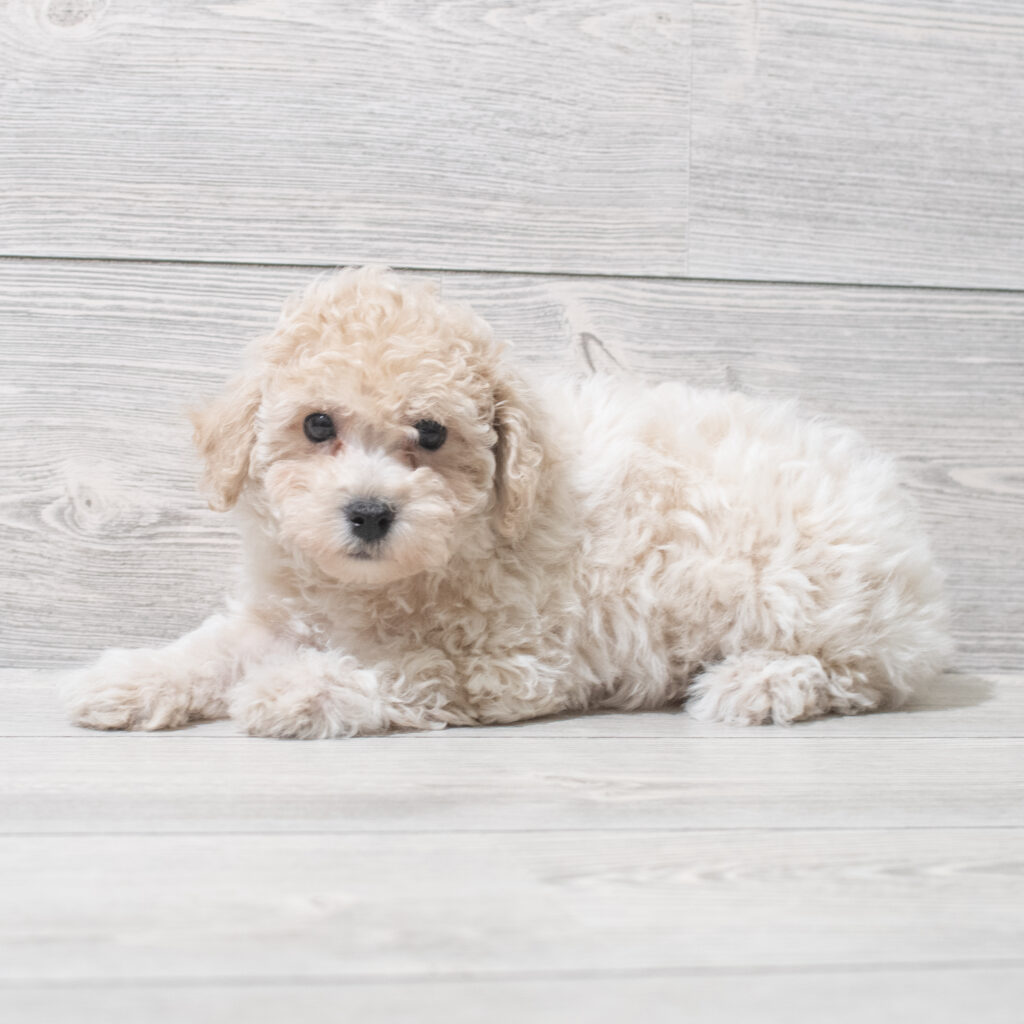 Bichapoo Dog Female Apricot 4828 Petland Cleveland