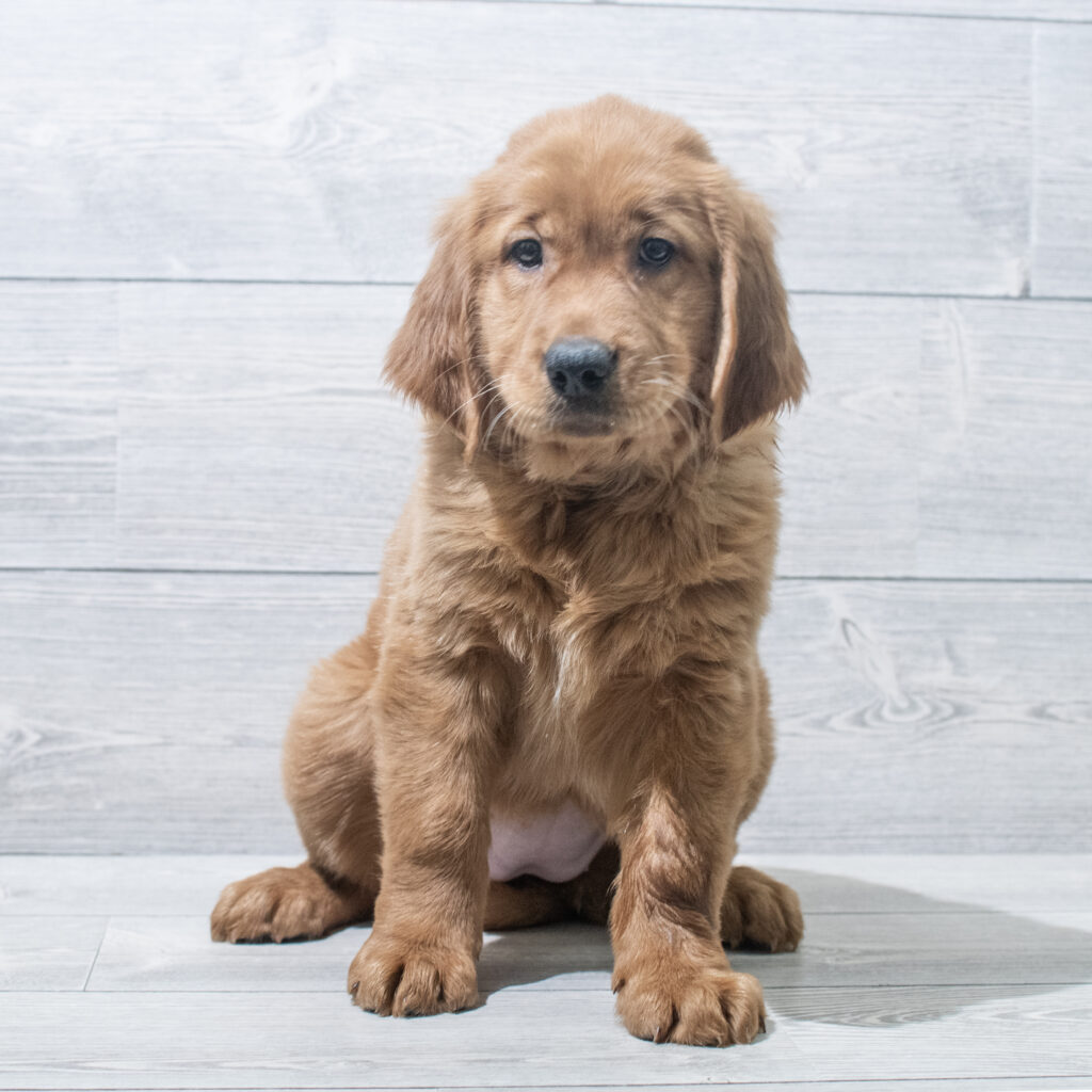 Golden Retriever Dog Female Golden 4821 Petland Cleveland