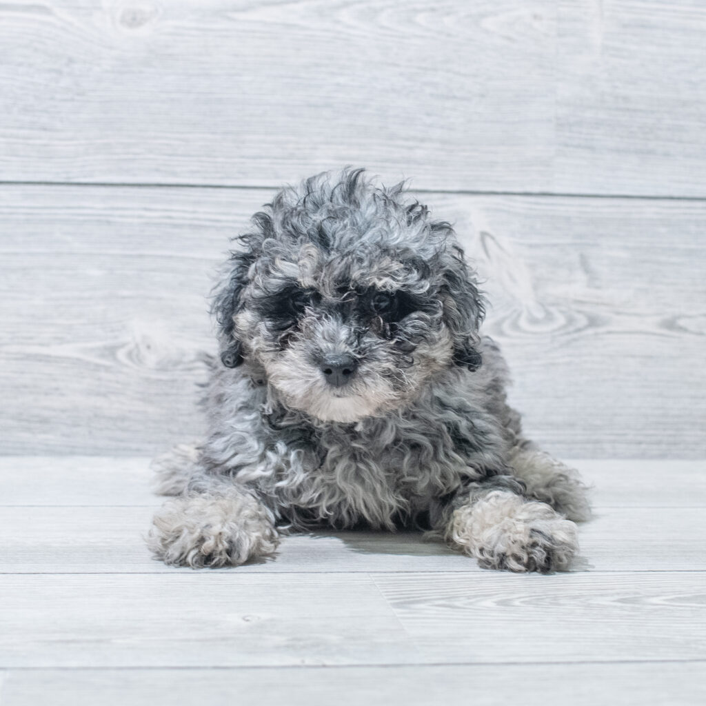 Poochon Dog Female Blue Merle 4822 Petland Cleveland