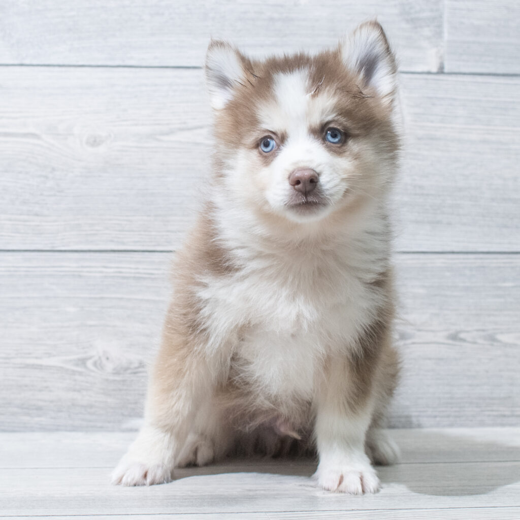Pomsky Dog Male Chocolate / White 4823 Petland Cleveland