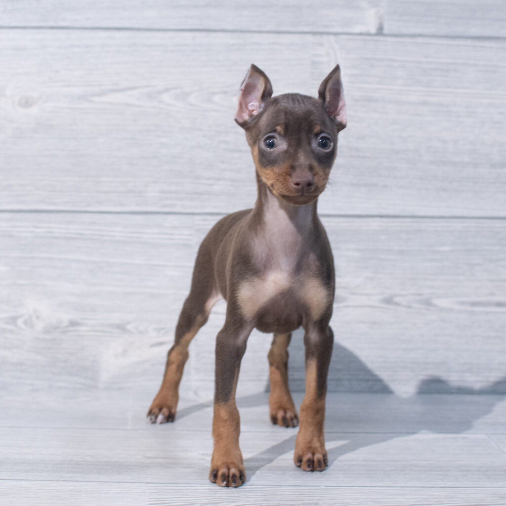 Miniature Pinscher Dog Female Chocolate / Tan 1574 Petland Cleveland