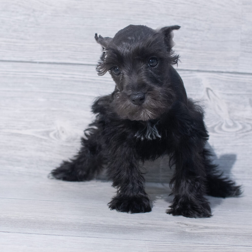 Miniature Schnauzer Dog Female Black 1570 Petland Cleveland
