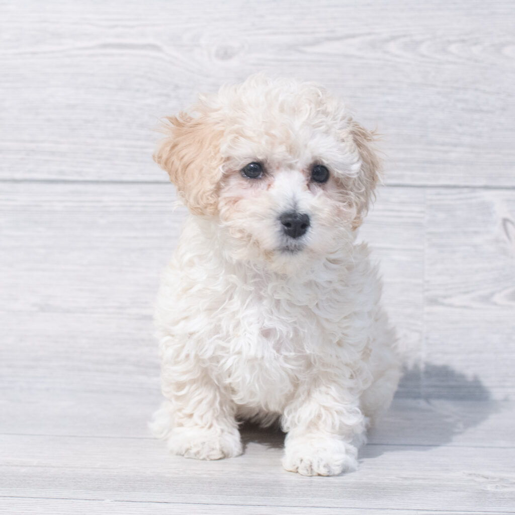 Bichapoo Dog Female Apricot 1571 Petland Cleveland
