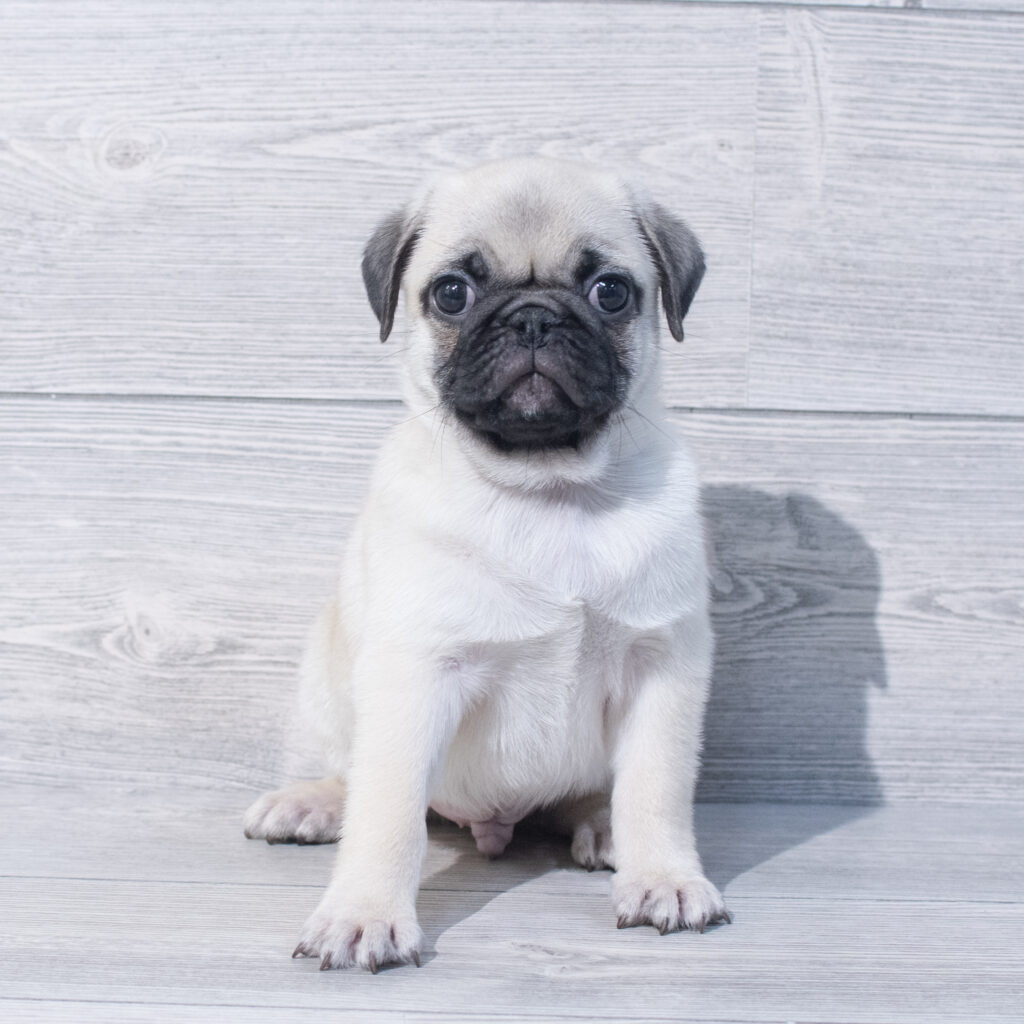 Pug Dog Male Fawn 1575 Petland Cleveland