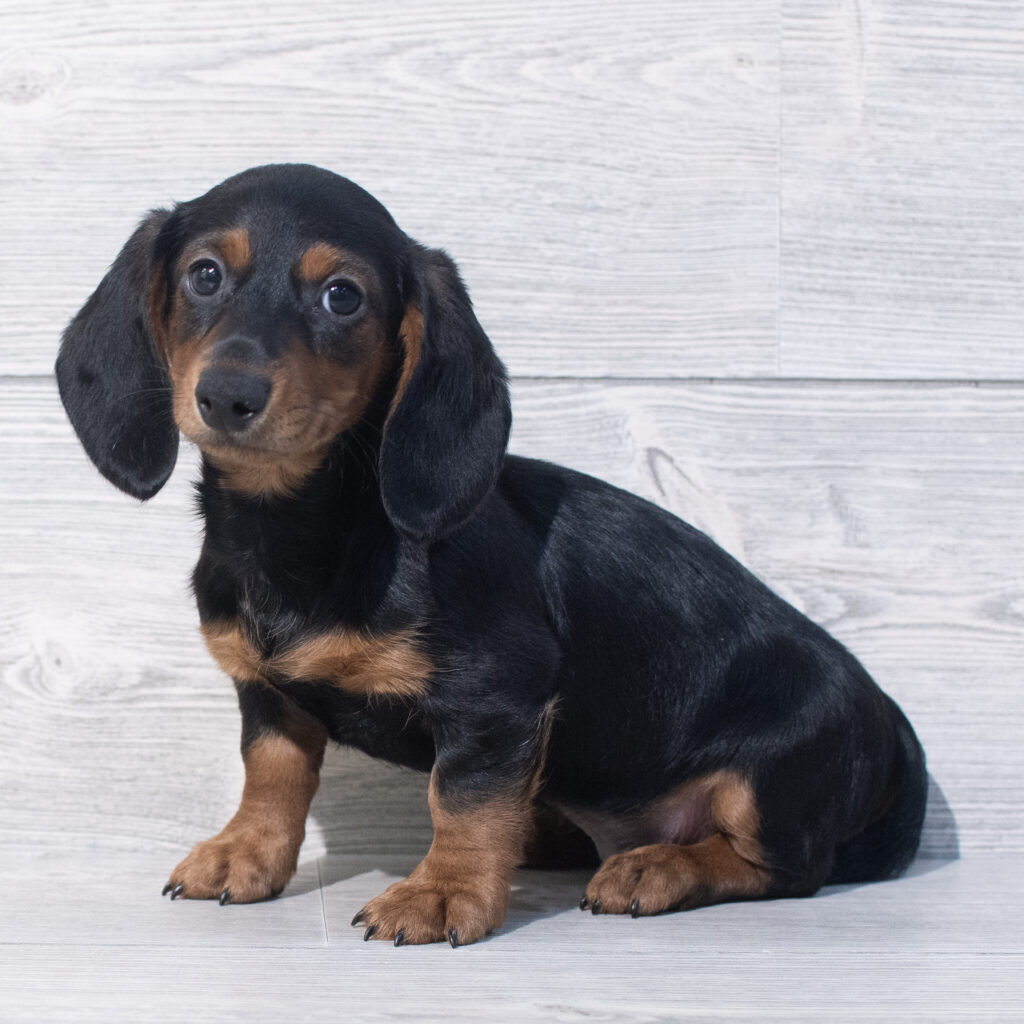Dachshund Dog Male Black / Tan 1572 Petland Cleveland