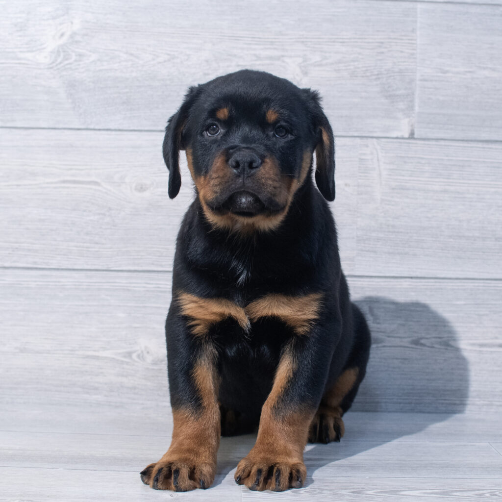 Rottweiler Dog Male Black / Tan 1576 Petland Cleveland