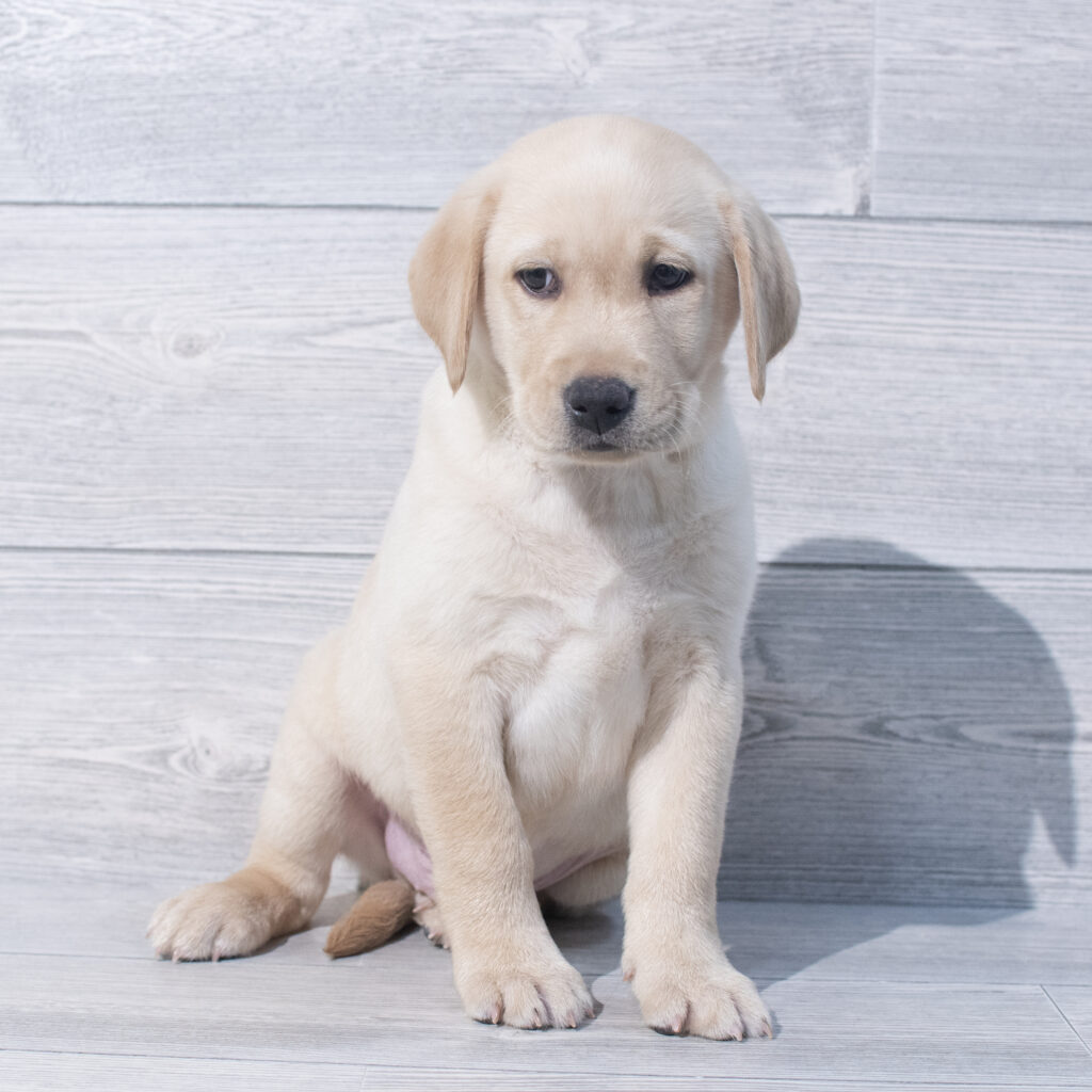 Labrador Retriever Dog Male Red 1564 Petland Cleveland