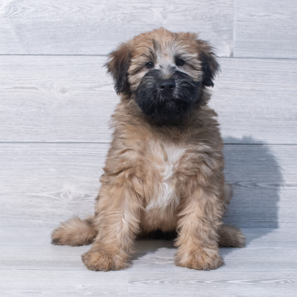 Soft Coated Wheaten Terrier Dog Female Wheaten 1563 Petland Cleveland