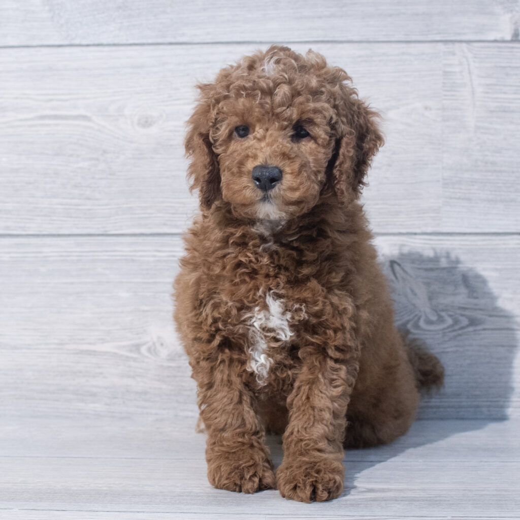 Poodle Mini Dog Male Red 1569 Petland Cleveland