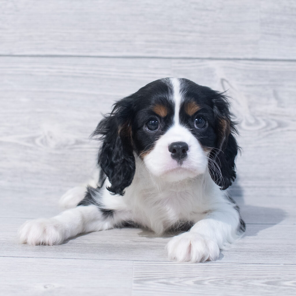 Cavalier King Charles Spaniel Dog Male Tri-Colored 1568 Petland Cleveland